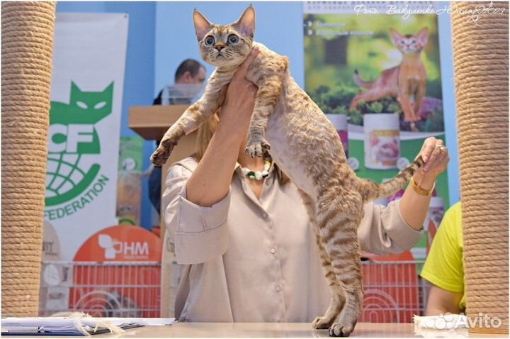 Девон-рекс вязка