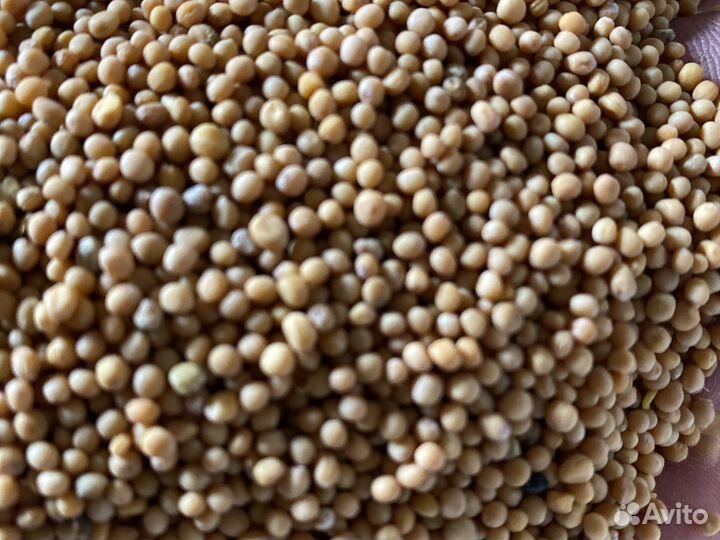 Горчица белая семена