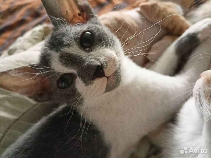 Кошки в добрые руки бесплатно