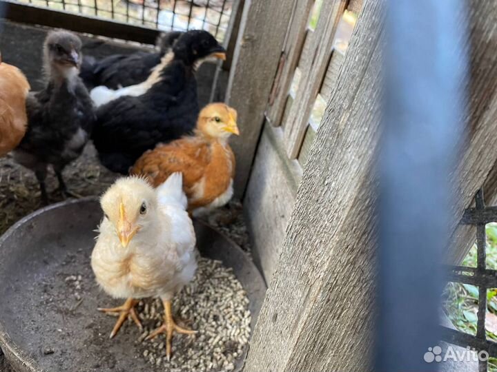 Молодые петухи (9 месяцев)