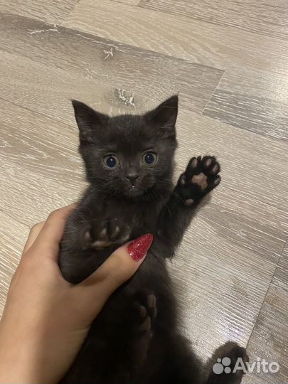 Котенок британец черный