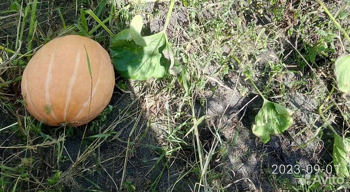 Семена тыквы