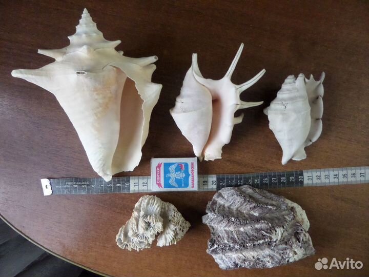 Кораллы, ракушки