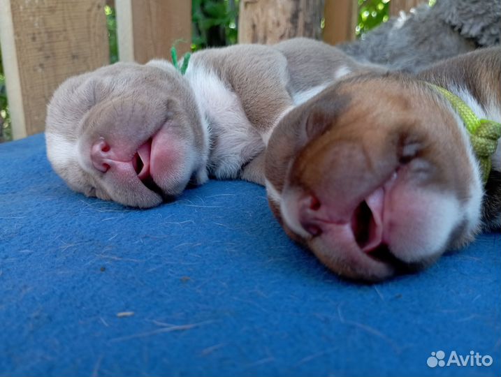 Американский булли