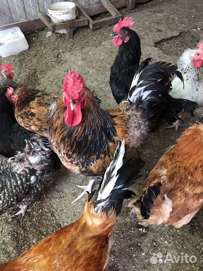 Молодые петухи