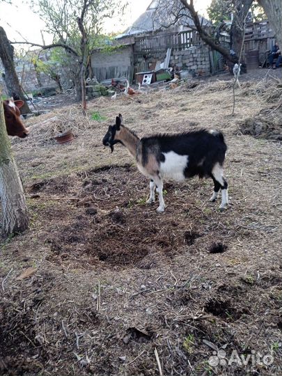 Козы дойные в Макеевке днр