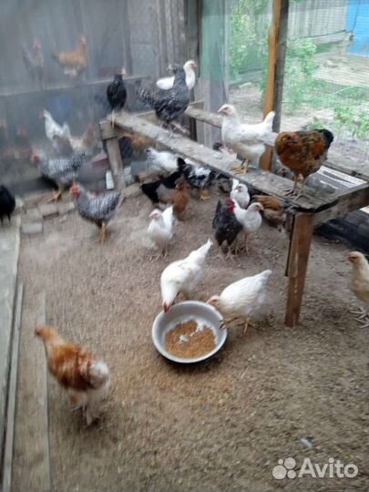 Куры петухи