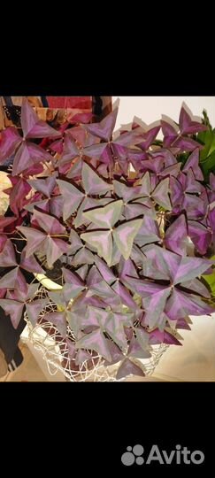 Кислица (бабочка)