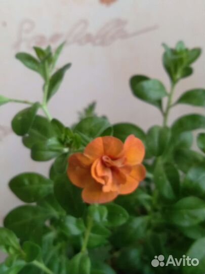 Калиброхоа черенки