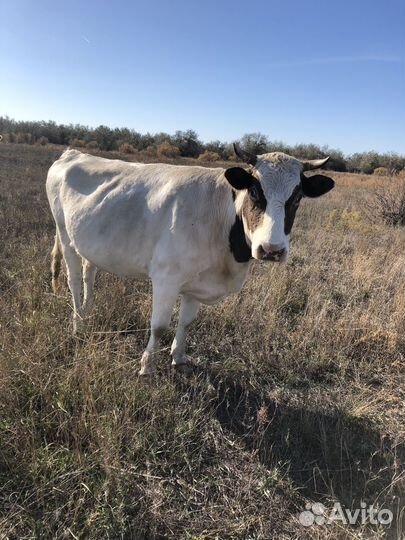 Коровы стельные