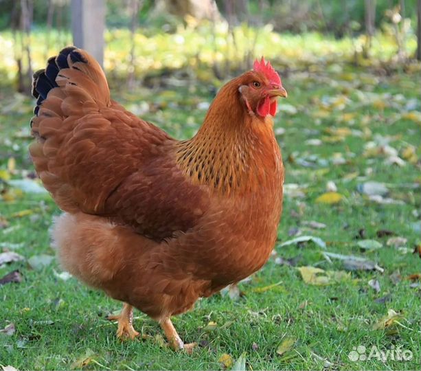 Бройлеры цыплята курочки несушки куры петушки пету