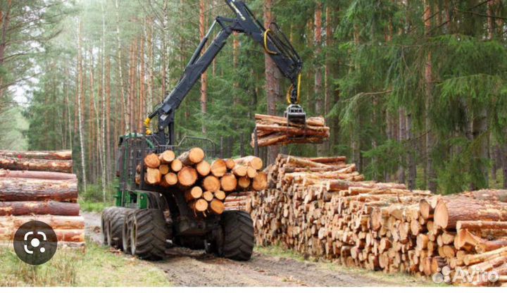 Лесной участок для заготовки древесины