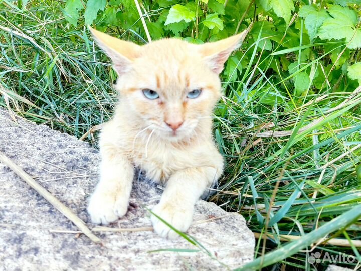 Кошка в дар