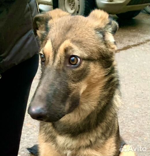 Щенок 5 месяцев девочка