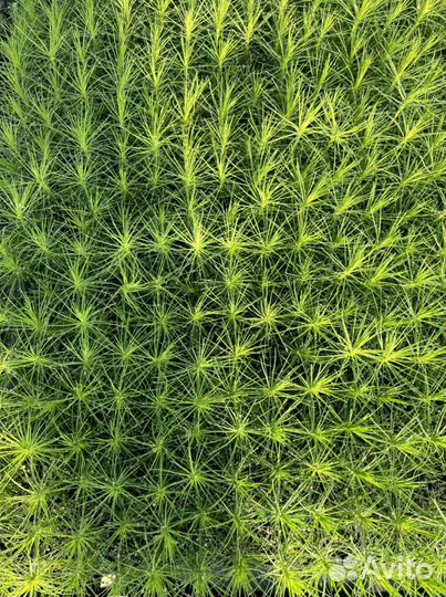 Сосна с зкс и окс сеянцы для Лесовосстановления