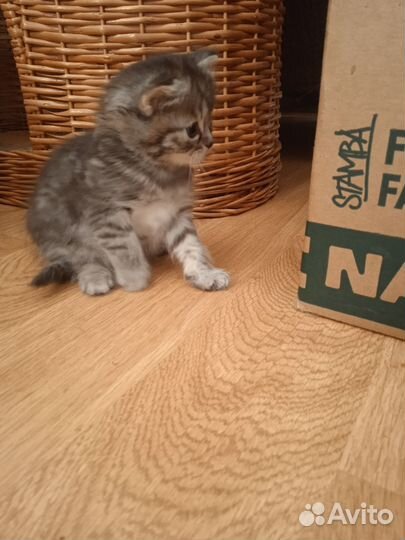 Плюшевые котята