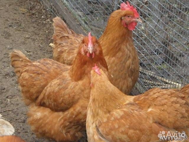 Ломан Браун,Доминант,Супер Ник молодки