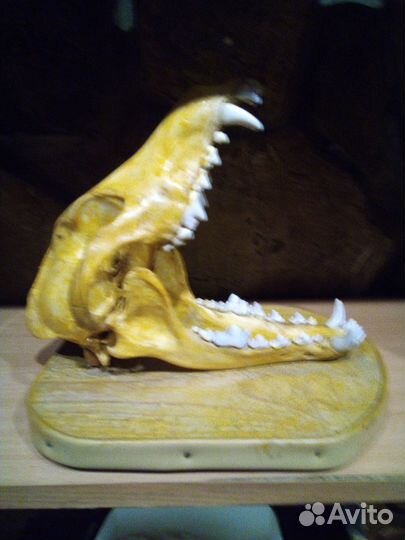 Череп волка