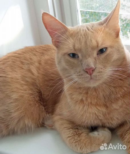 Самый лучший рыжий котик ищет дом