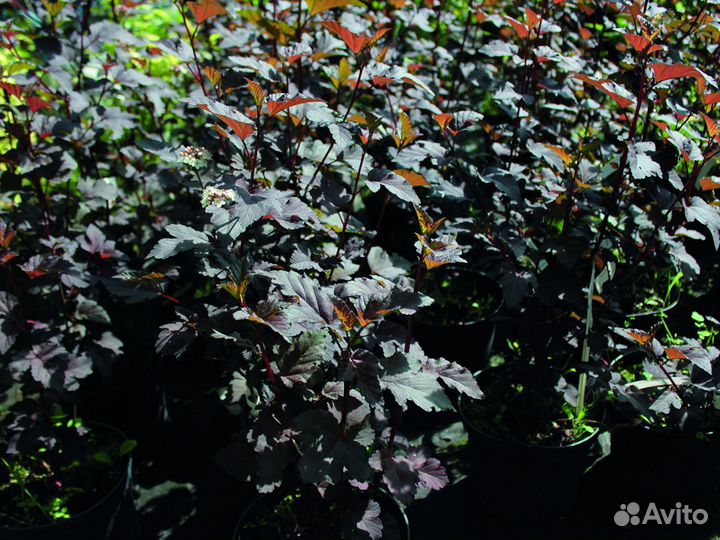 Пузыреплодник калинолистный 