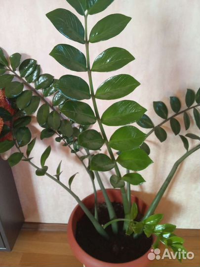 Замиокулькас