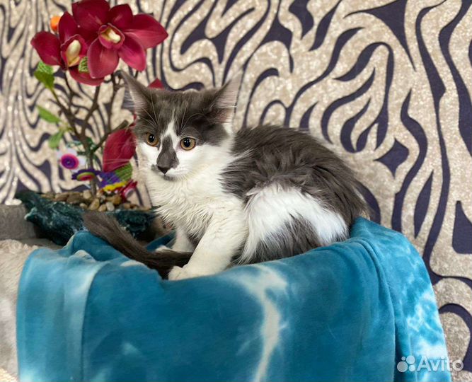 Котенок в добрые руки, красивый котёнок