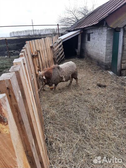 Баран Катумский