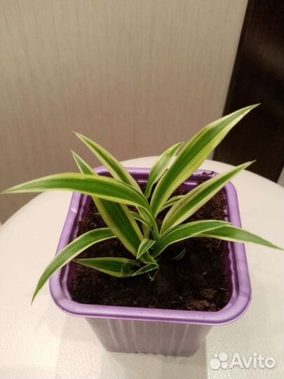 Хлорофитум Лаксум. Полезный живой подарок