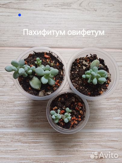 Суккуленты