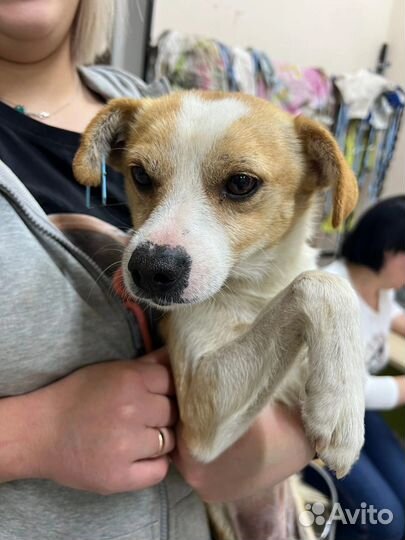 Трогательный Микки