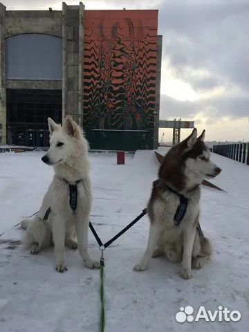 Выгул собак / передержка / ситтинг