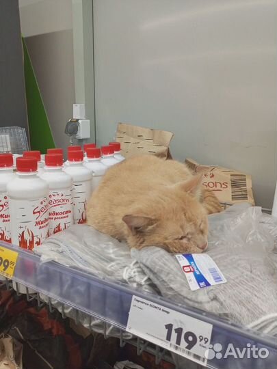 Котику нужен дом