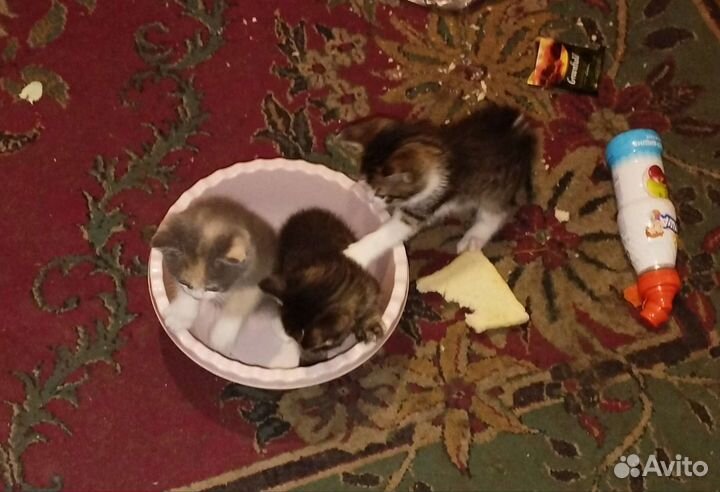 Котята в добрые руки бесплатно