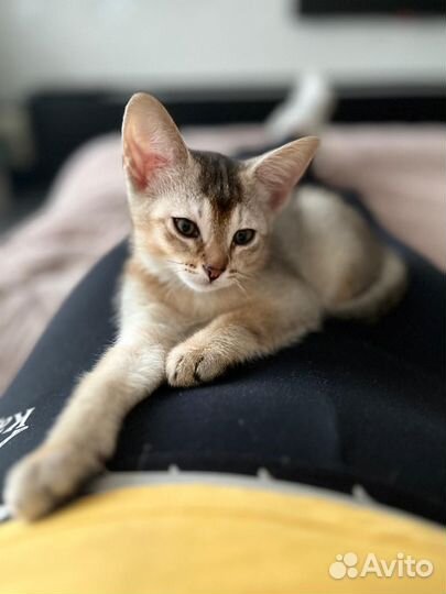 Абиссинские котята