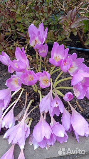 Растения для сада и дачи (Безвременник)