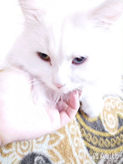 Турецкая ангора