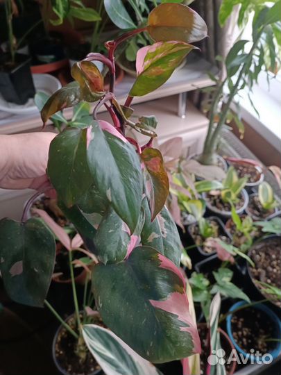 Филодендрон Розовая принцесса