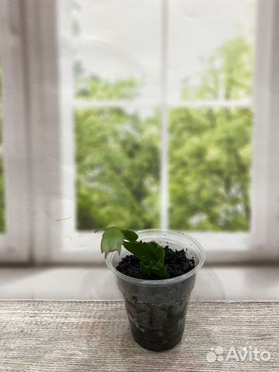 Декабрист желтый