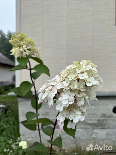 Гортензия метельчатая самарская лидия