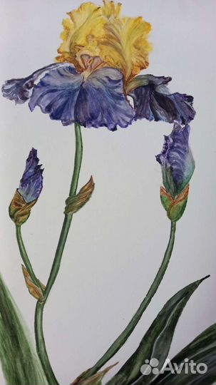 Сказочный ирис картина