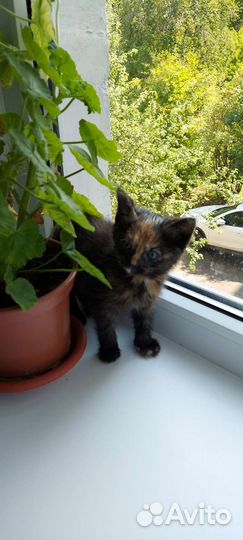 Кошечка, котенок 2 мес в добрые руки