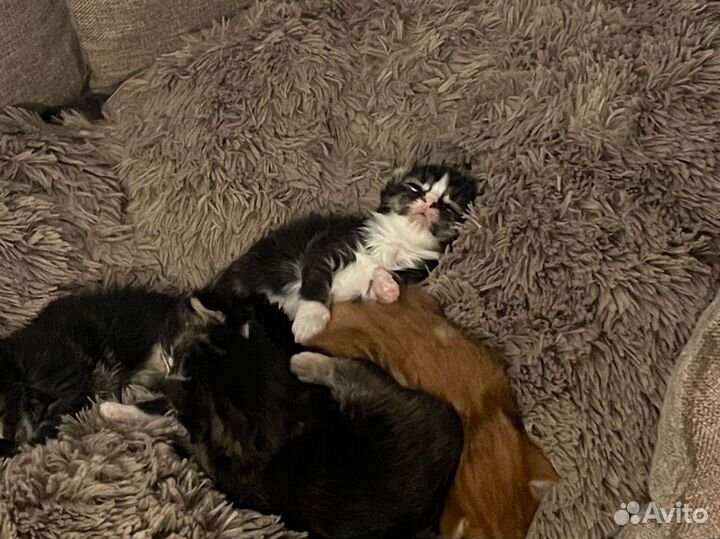 Котята мейн-кун