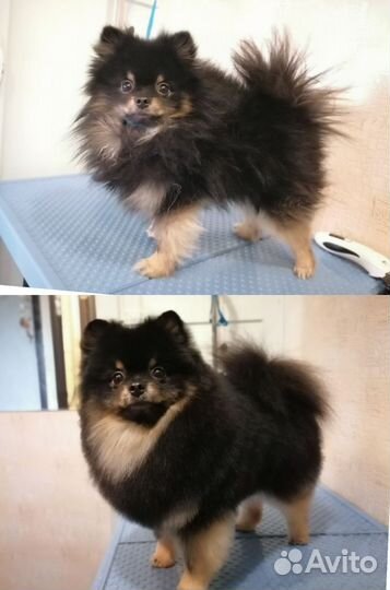 Груминг собак и кошек