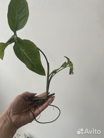 Комнатный цветок Сингониум