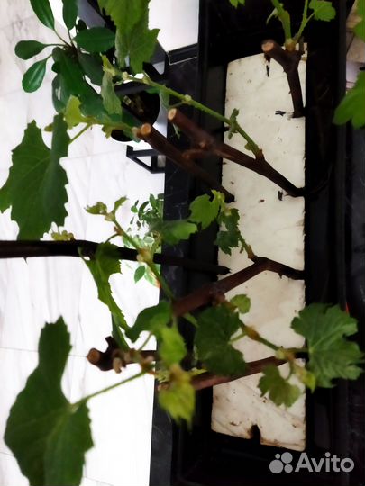 Саженцы винограда сортов Изабелла и Селигер