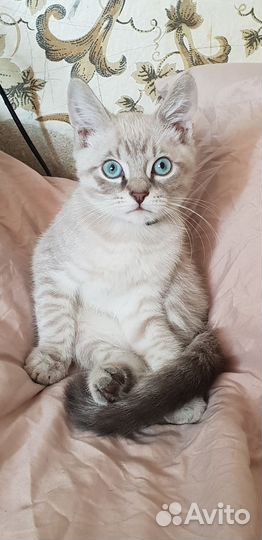 Котёнок мальчик