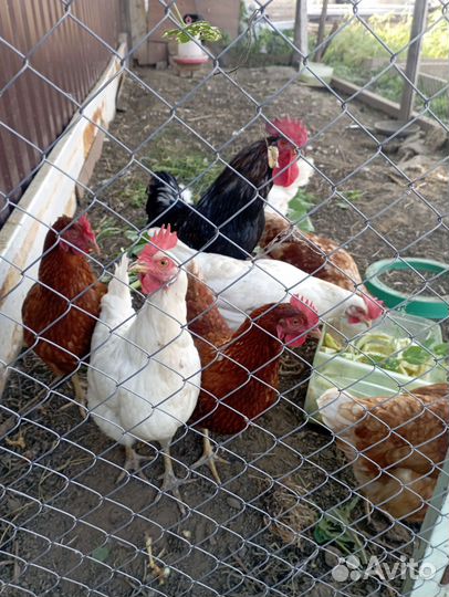 Куры несушки. Петух
