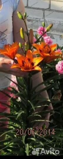 Лилия оранжевая