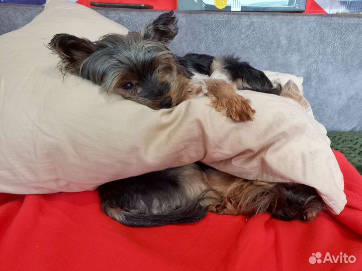 Йоркширский терьер вязка