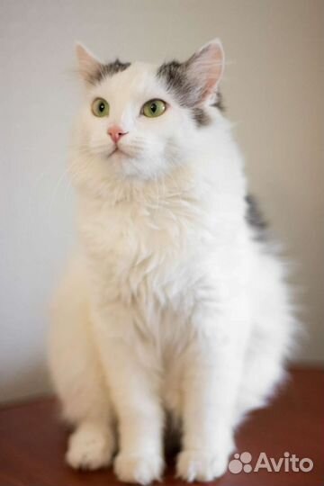 Зеленоглазая кошечка в дар